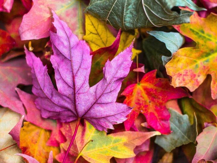 Podziwiając jesień na Śląsku: odkryj magię sezonu
