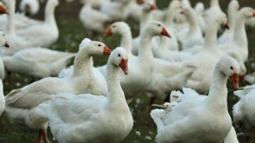 Wystąpienie ptasiej grypy w Powiecie Koszalińskim – wyznaczona strefa zakażenia