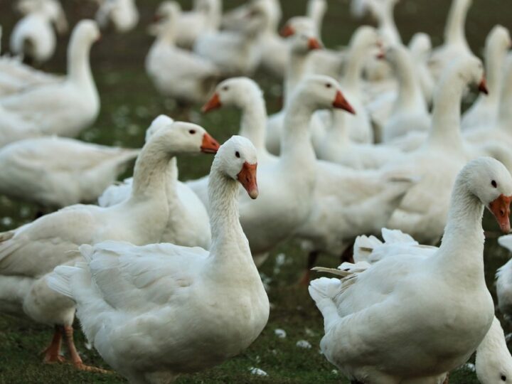 Wystąpienie ptasiej grypy w Powiecie Koszalińskim – wyznaczona strefa zakażenia