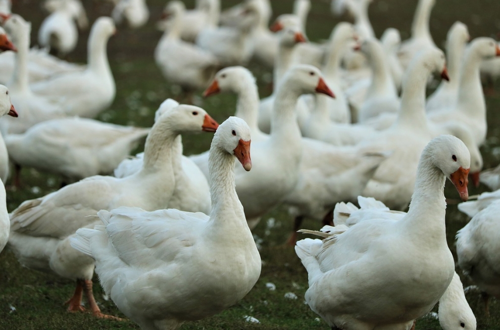 Wystąpienie ptasiej grypy w Powiecie Koszalińskim – wyznaczona strefa zakażenia