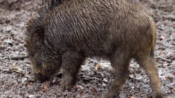 Dziki przejęły kontrolę nad Dąbrową Górniczą, tworząc plagę szczególnie w dzielnicy Strzemieszyce